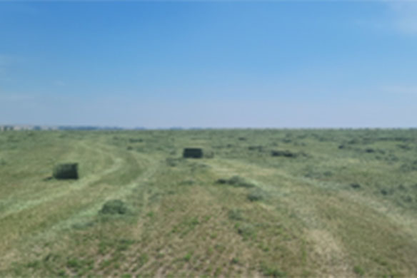 field with hay bales
